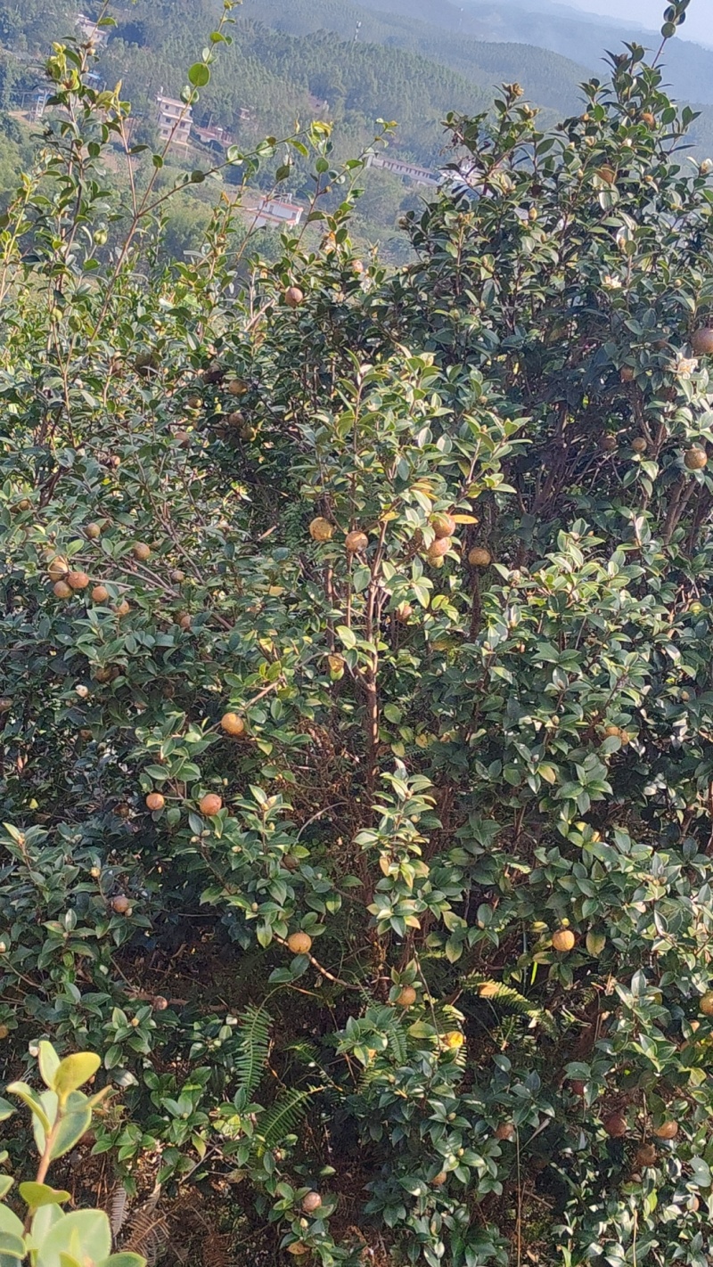 白花细茶果