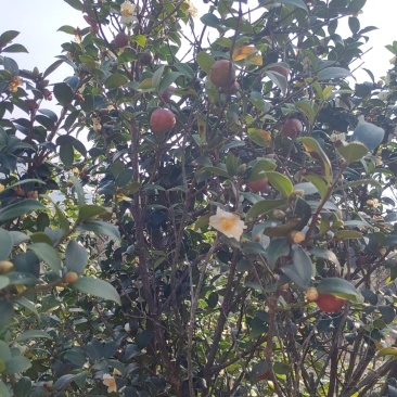 白花细茶果