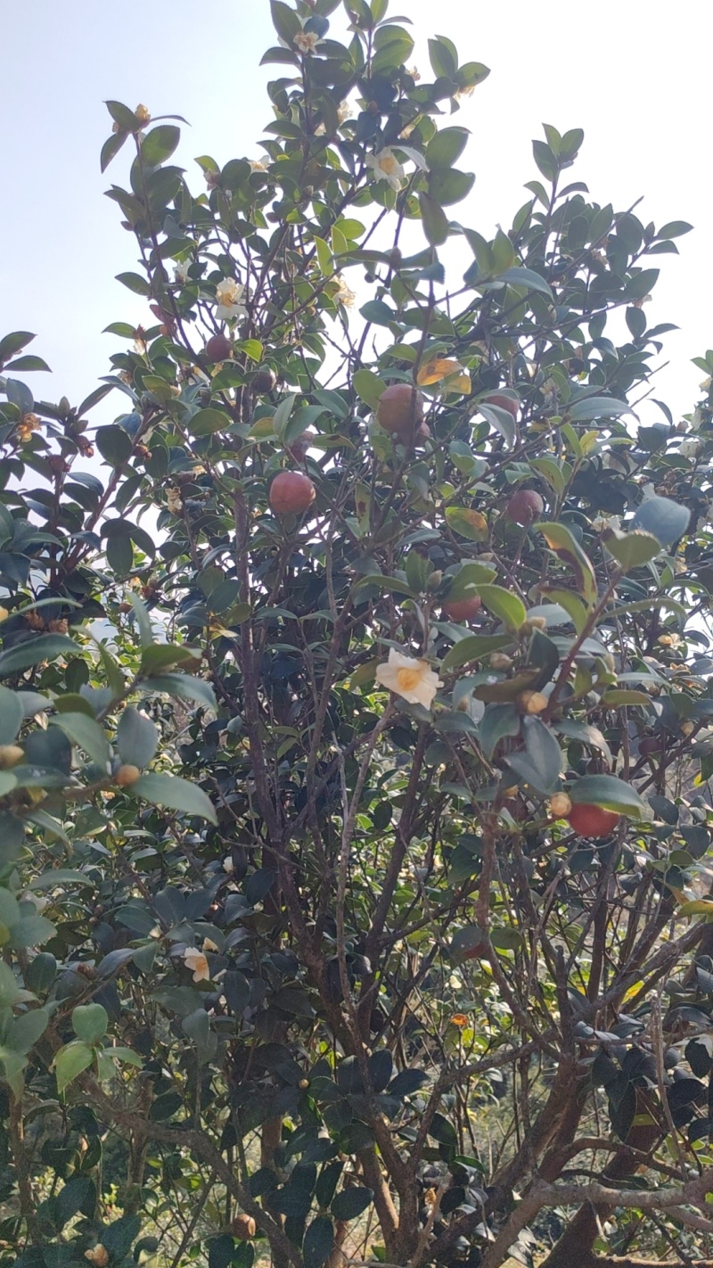白花细茶果