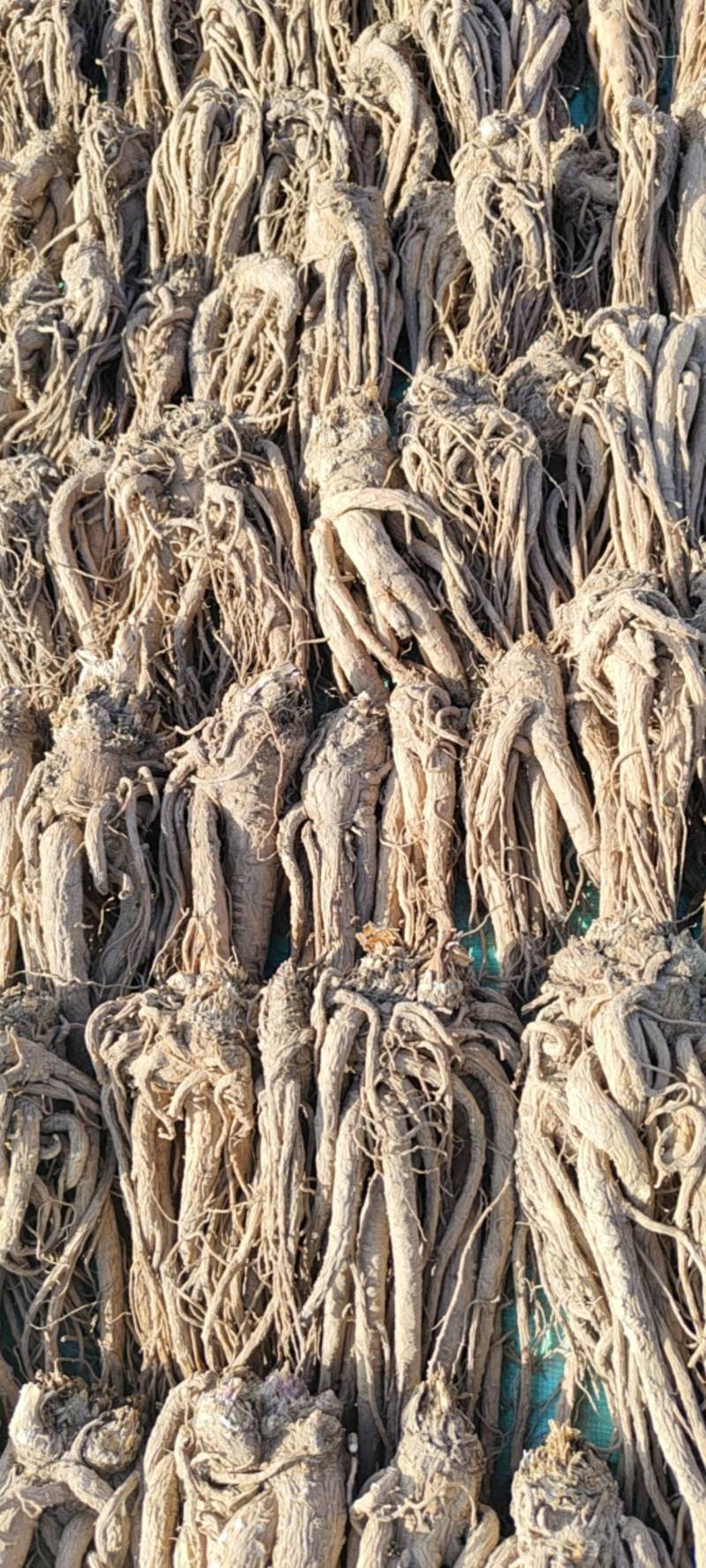 岷县当归，干货规格齐全品质保证诚信经营量大从优