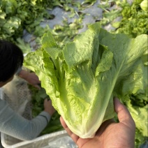 大棚地膜种植意大利生菜个头均匀颜色好看