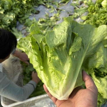大棚地膜种植意大利生菜个头均匀颜色好看
