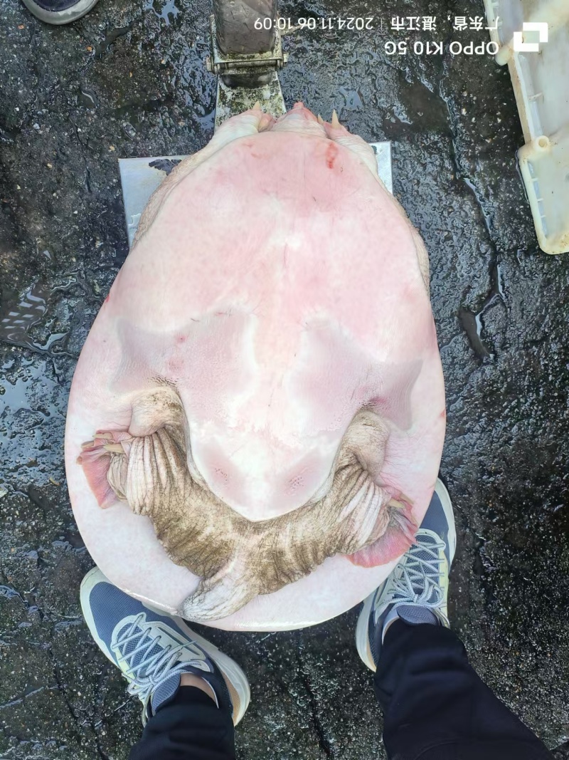 新鲜珍珠鳖大甲鱼，源头批发，货源充足！餐桌上的美食，适合