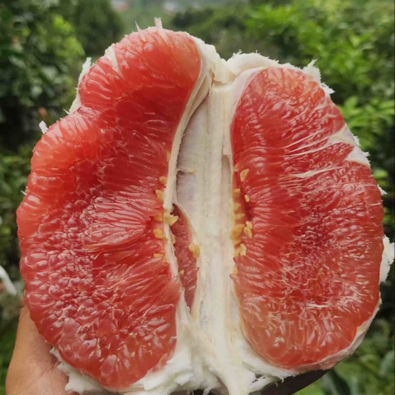 三红柚，红心柚，不干水，不苦不麻，水份充足，甜度高