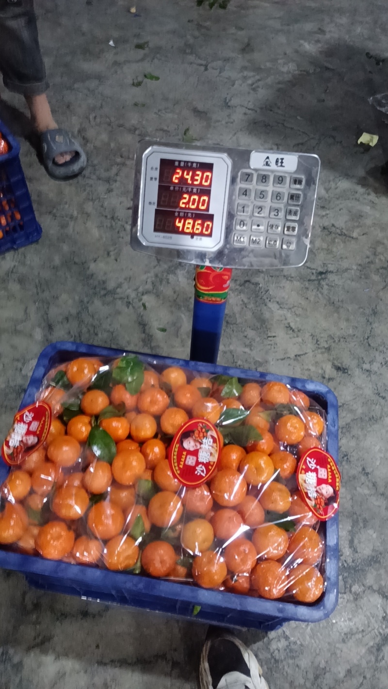 广西沙糖桔大量上市一手货源货产地直发欢迎对接，
