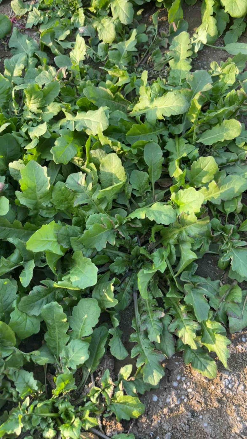 精品小颗荠菜，团购，电商，市场货