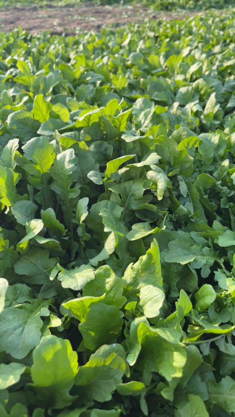 精品小颗荠菜，团购，电商，市场货