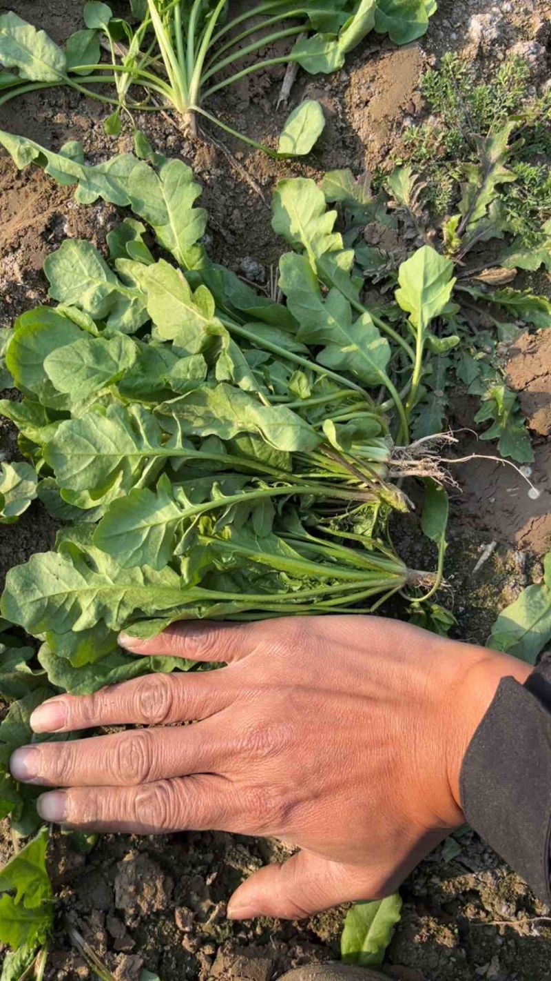 精品小颗荠菜，团购，电商，市场货