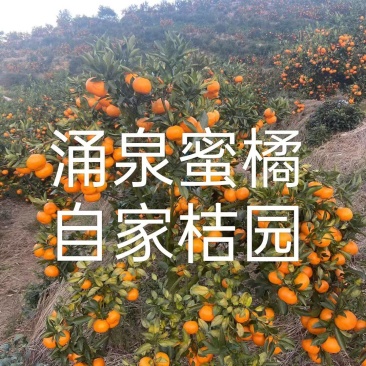 临海一奇吃桔带皮