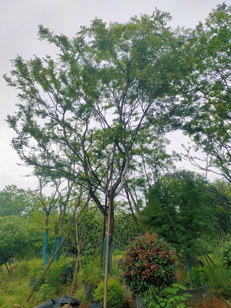 朴树