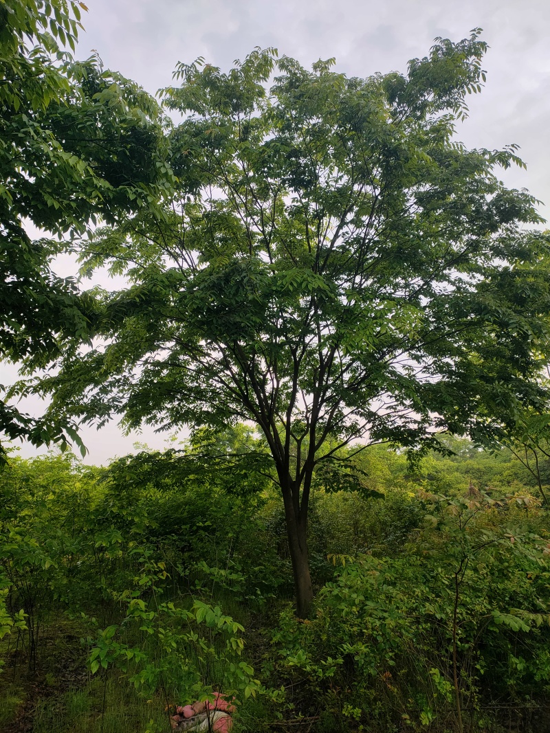 朴树