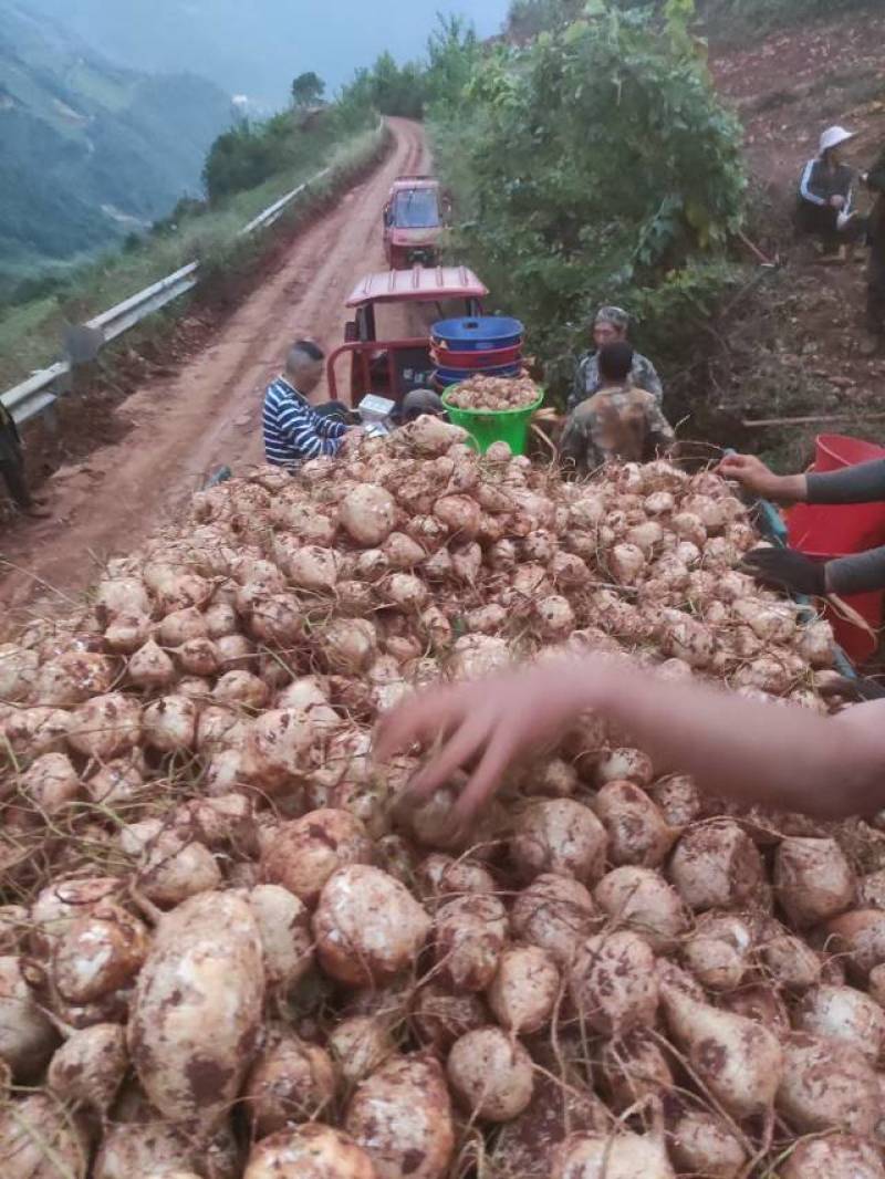 冕宁县新鲜豆薯，当地产地直供，品质保证！