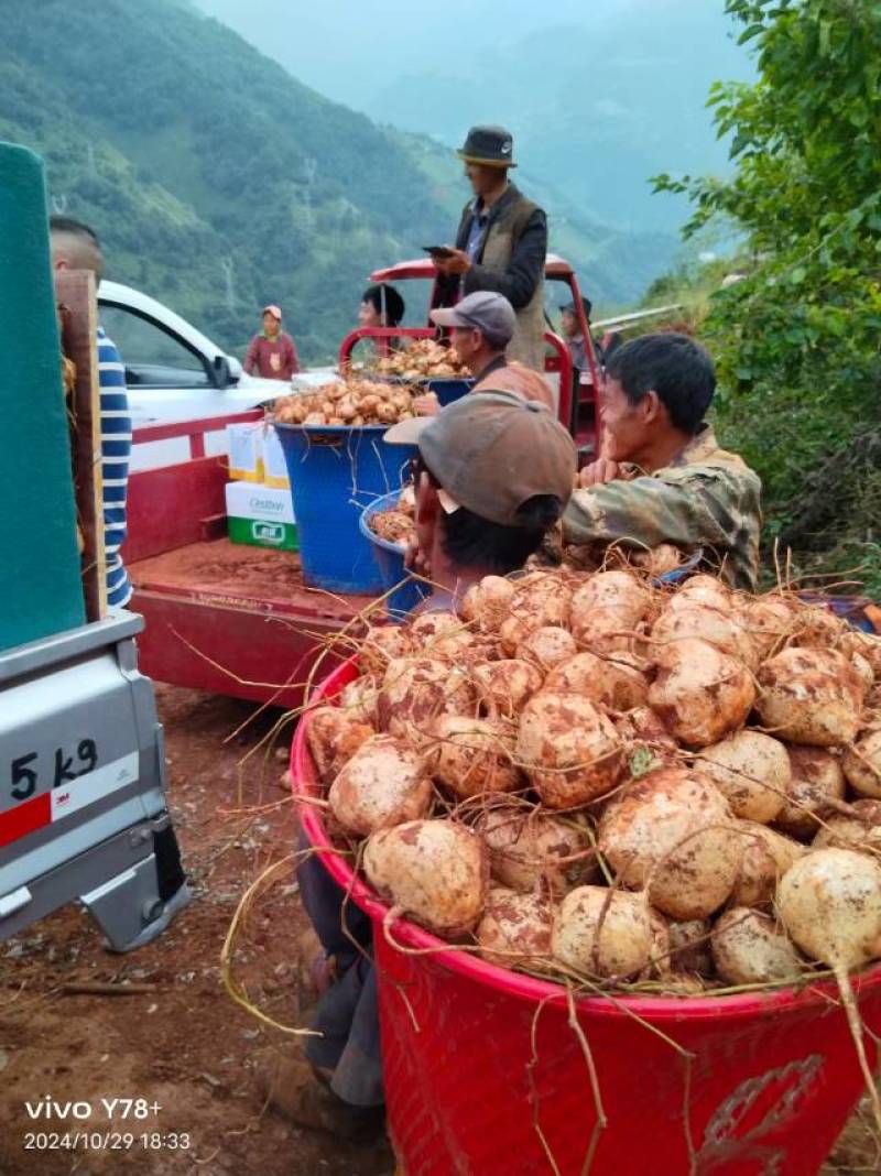 冕宁县新鲜豆薯，当地产地直供，品质保证！