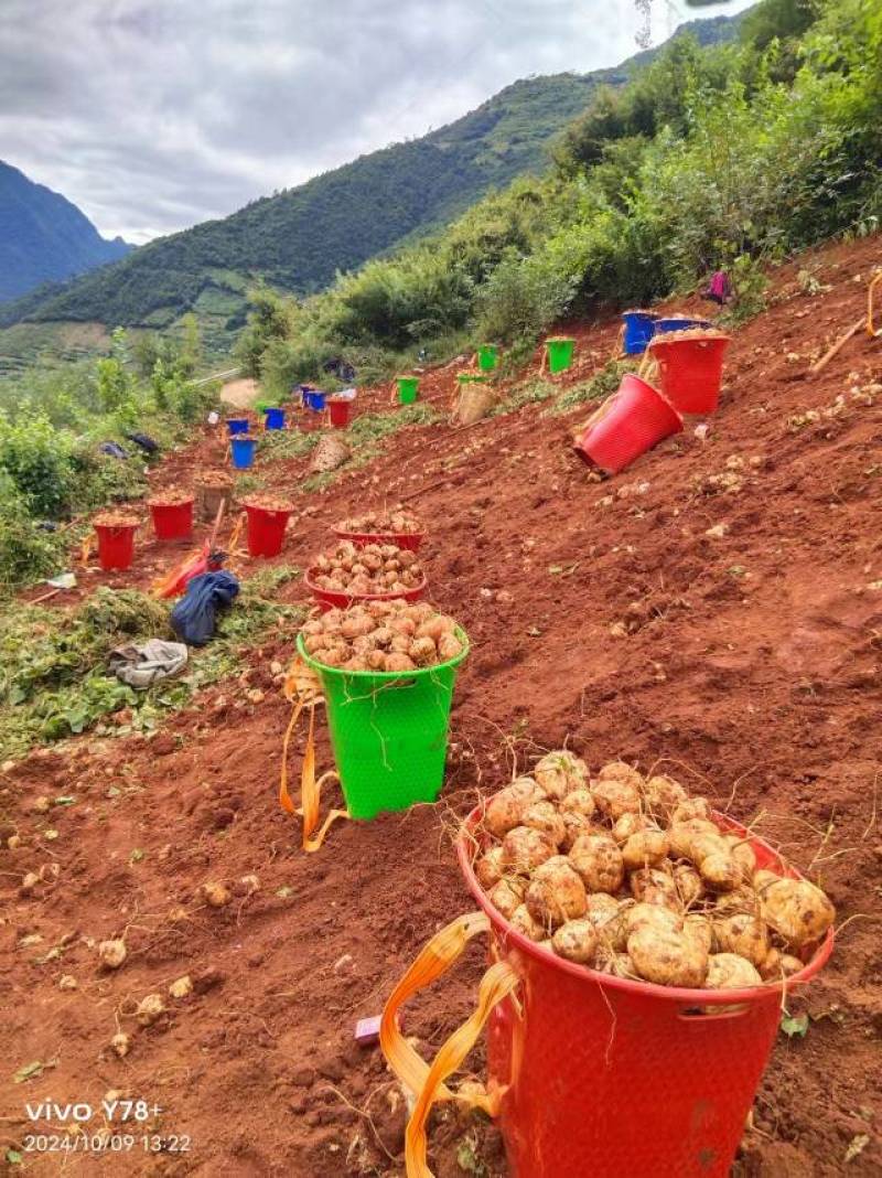 冕宁县新鲜豆薯，当地产地直供，品质保证！