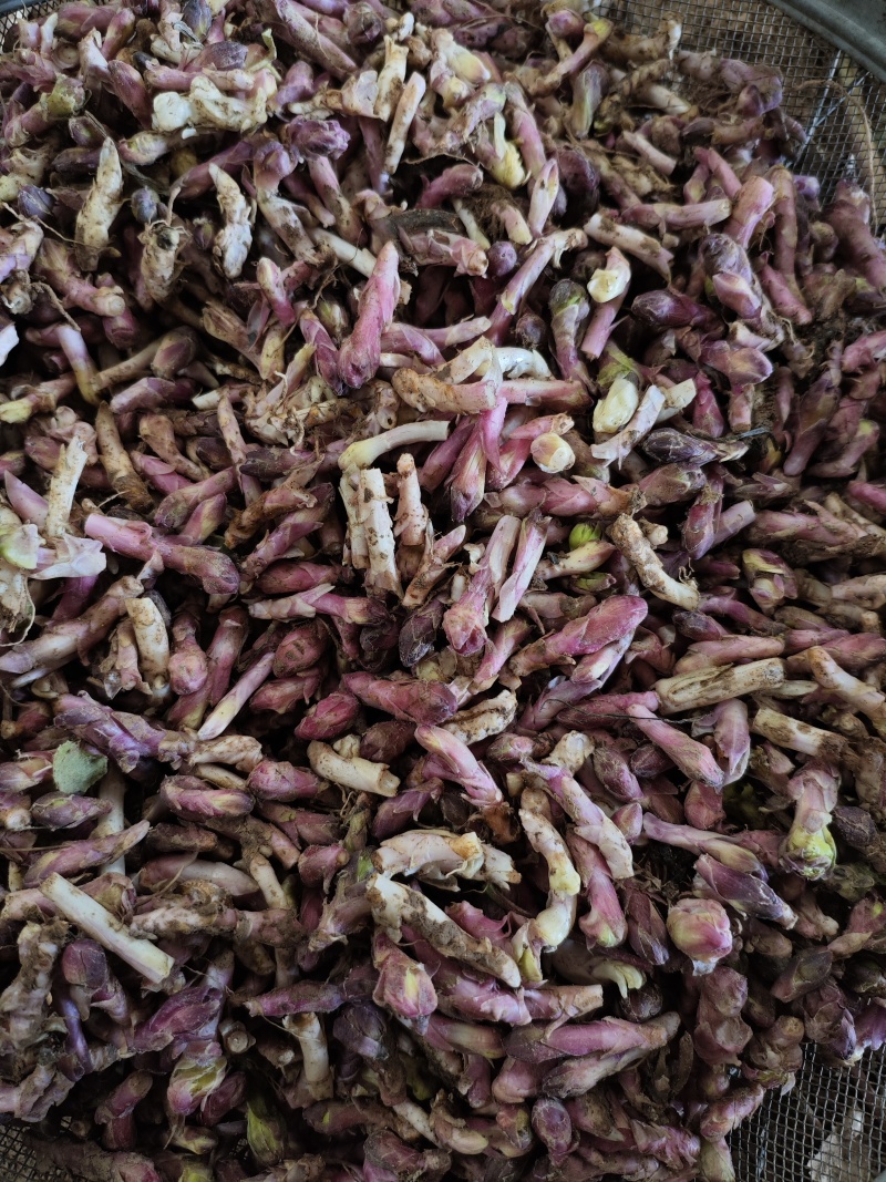 鲜冬花！礼县种植万亩，随挖随买，价格美丽，品质优良！