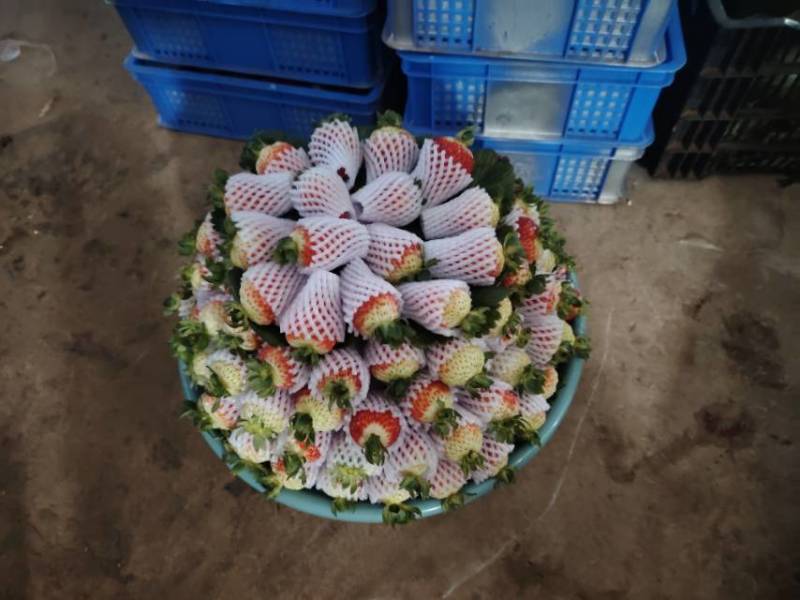新鲜当季草莓，甜蜜多汁，**特惠！