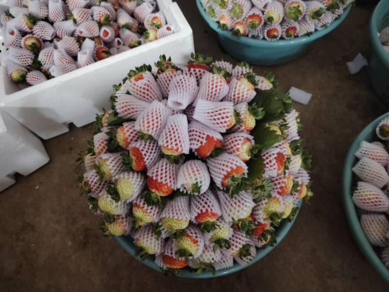 新鲜当季草莓，甜蜜多汁，**特惠！