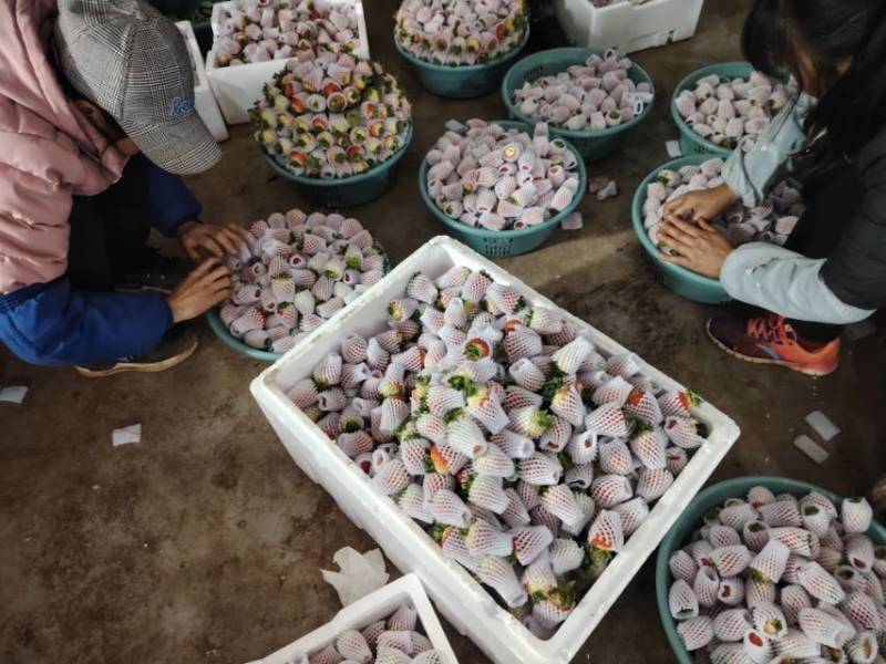 新鲜当季草莓，甜蜜多汁，**特惠！