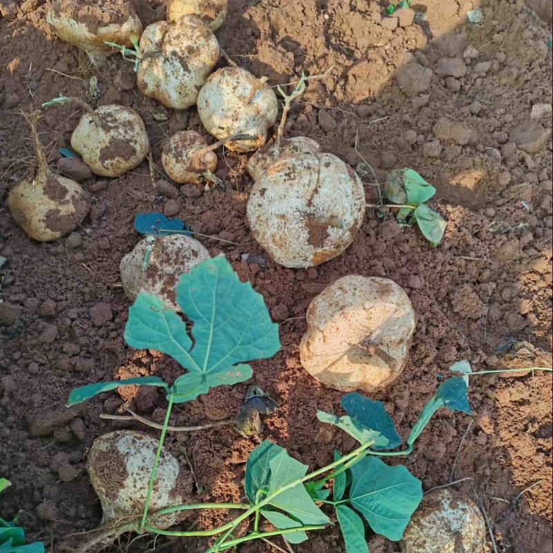 【实力推荐】广东豆薯基地直供质量保证一手货源优