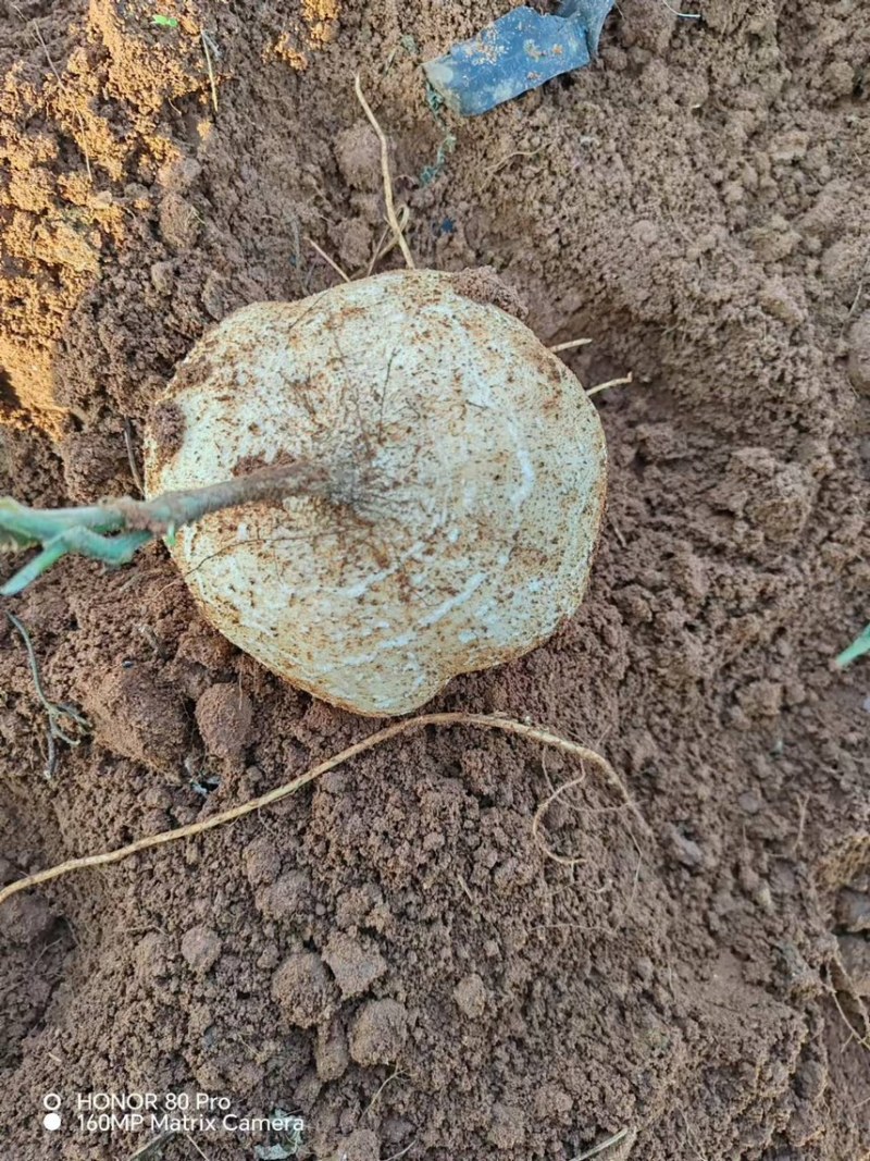 【实力推荐】广东豆薯基地直供质量保证一手货源优