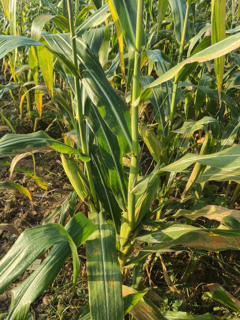 大量出售天然玉米***********