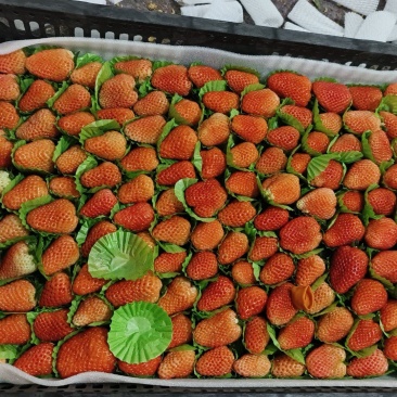 市场草莓大量上市