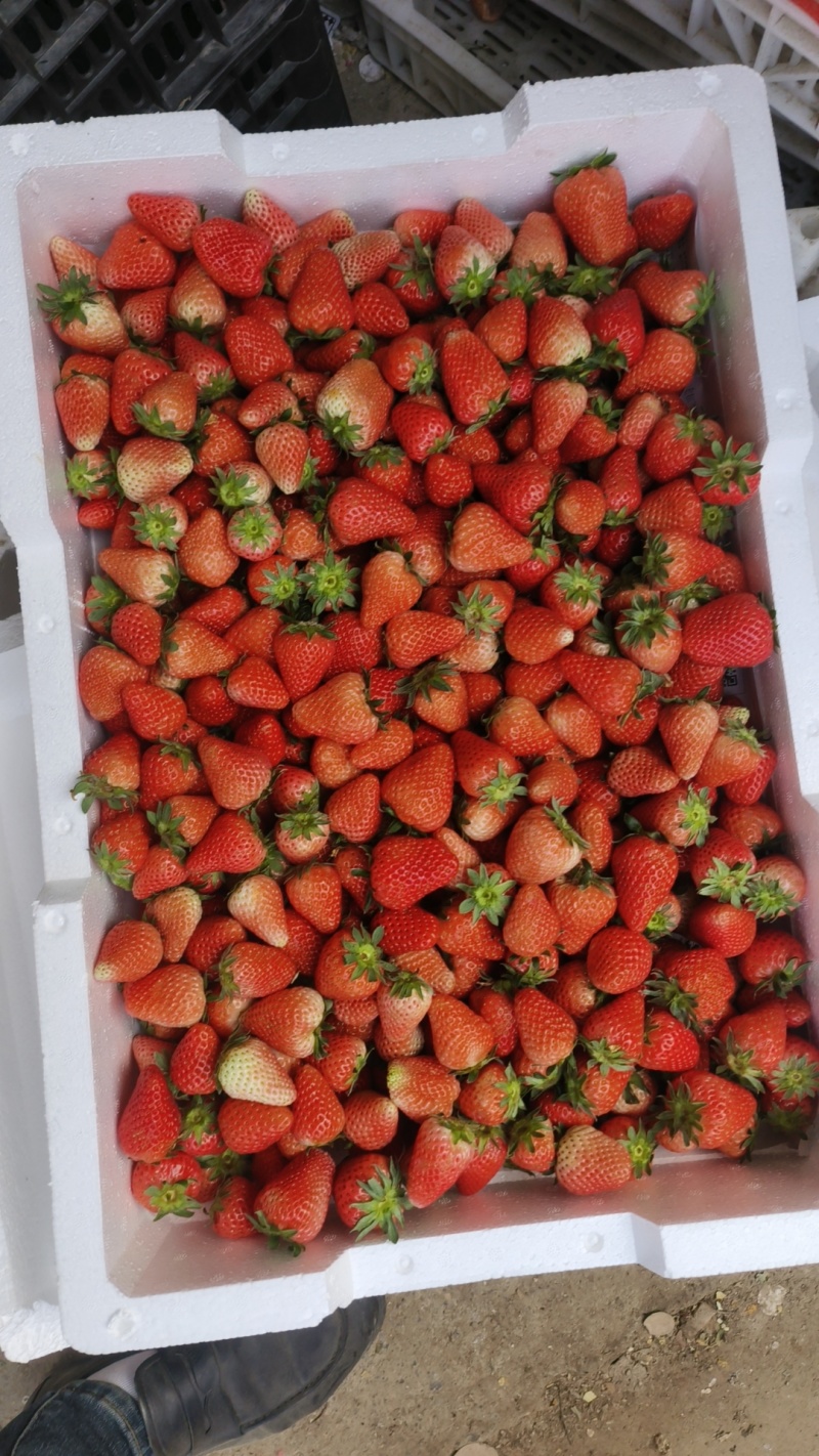 市场草莓大量上市