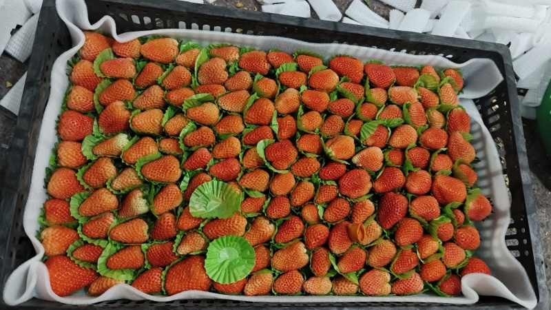 市场草莓大量上市