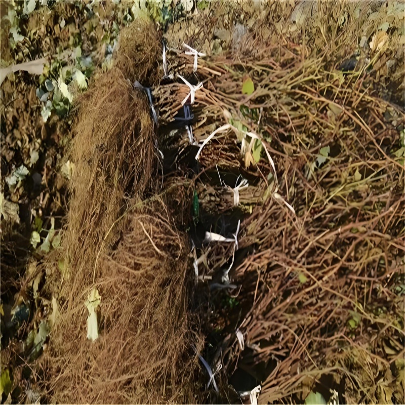 巨峰葡萄苗夏黑葡萄苗玫瑰香葡萄苗提供技术品种真