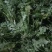 新鲜野生荠菜大量有货品质保证一手货源工厂直发物美价廉