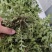 新鲜野生荠菜大量有货品质保证一手货源工厂直发物美价廉