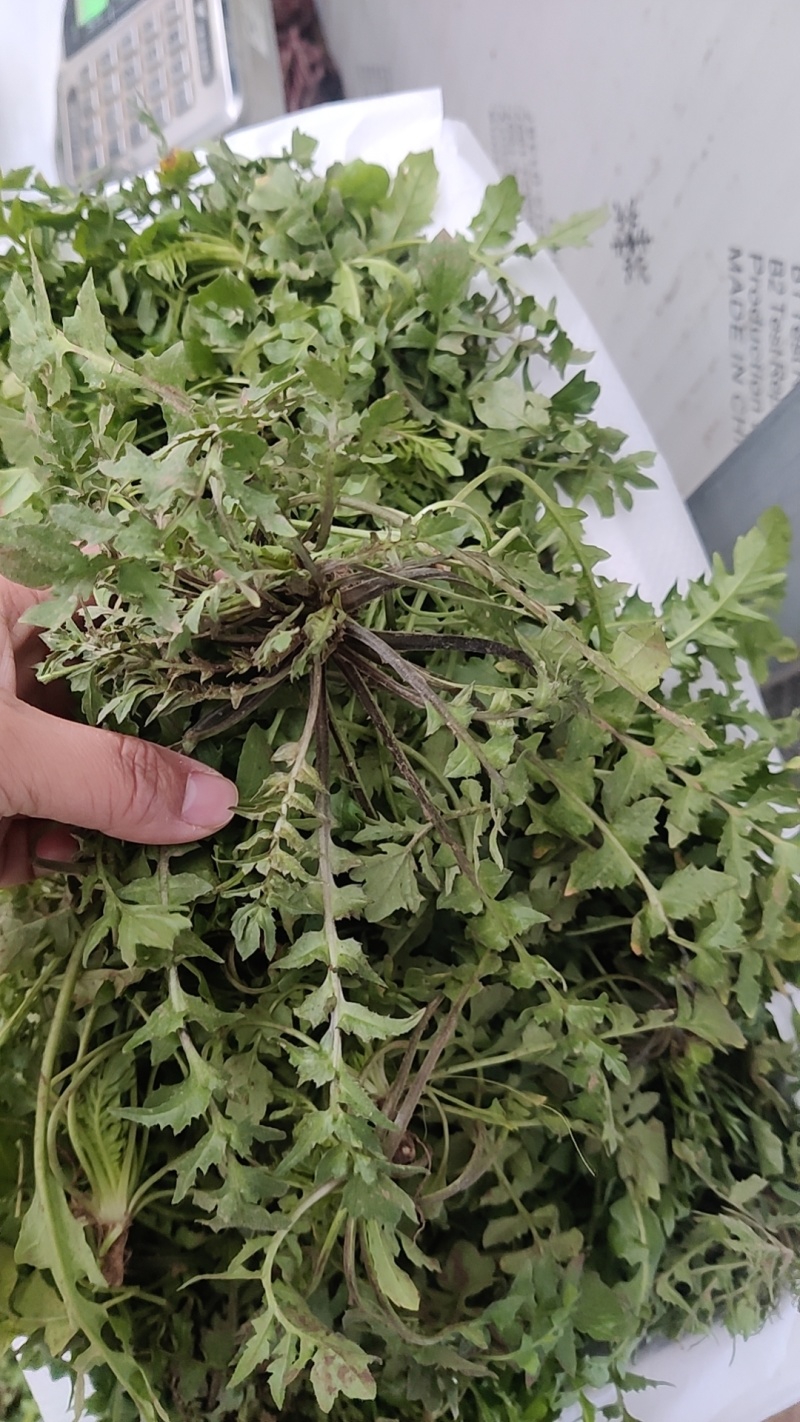 新鲜野生荠菜大量有货品质保证一手货源工厂直发物美价廉