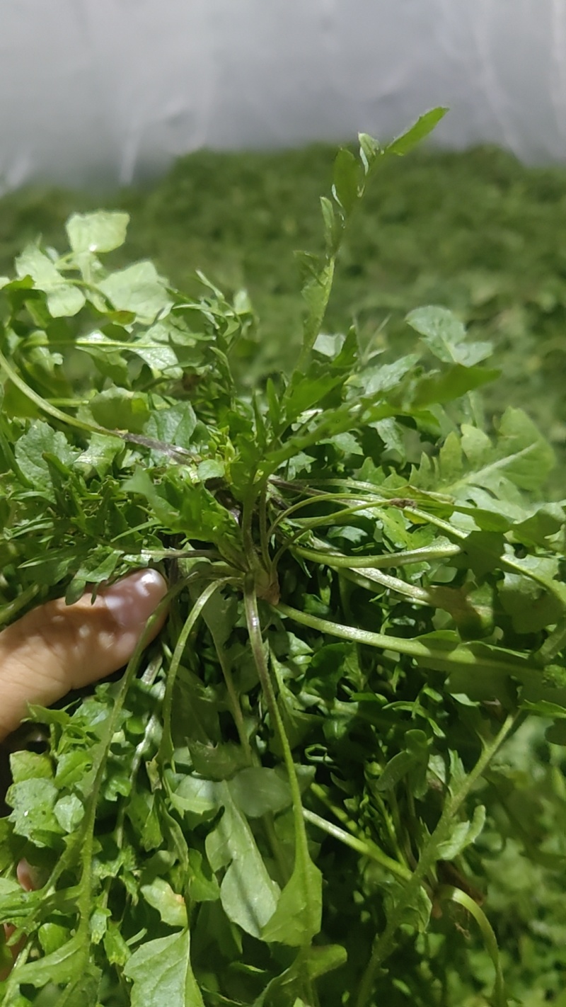新鲜野生荠菜大量有货品质保证一手货源工厂直发物美价廉