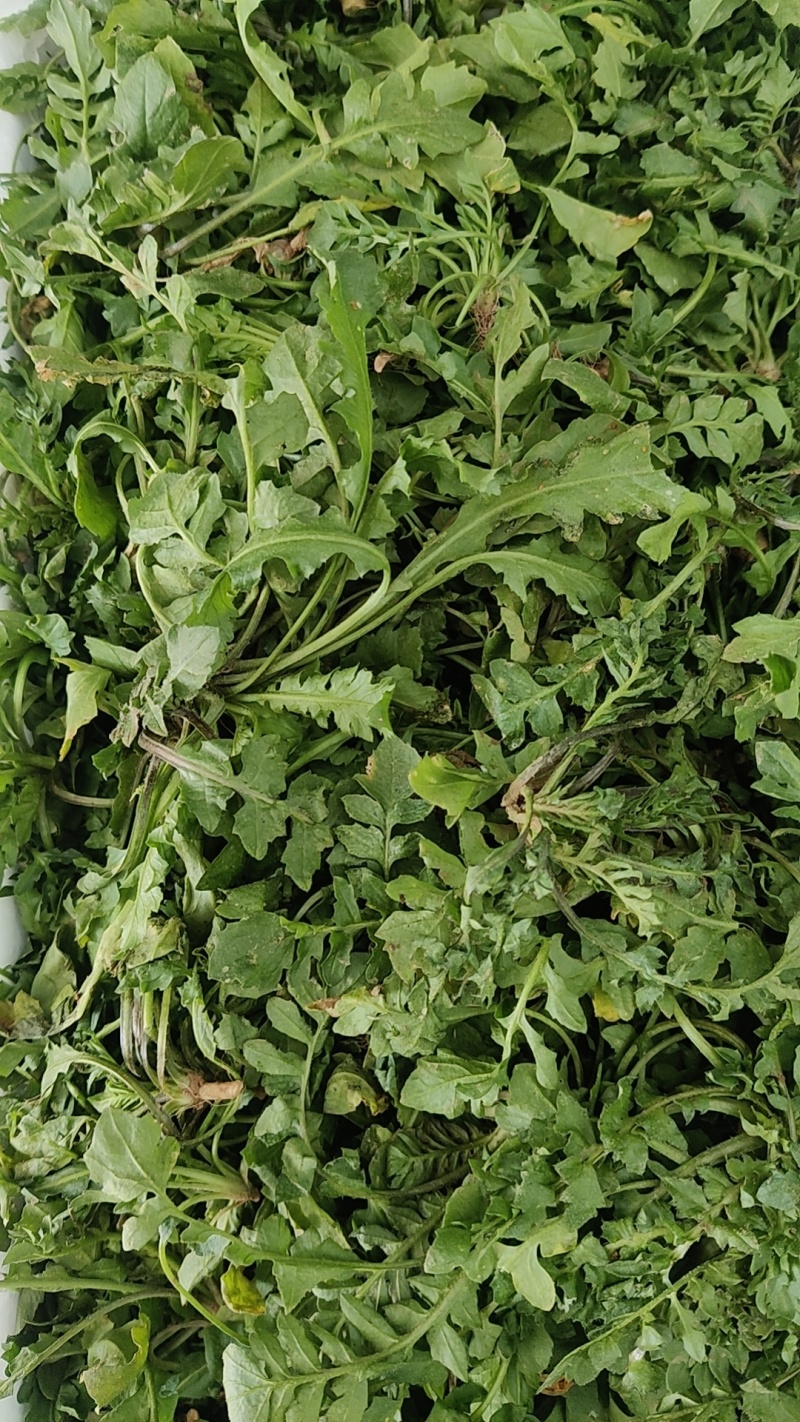 新鲜野生荠菜大量有货品质保证一手货源工厂直发物美价廉