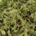 新鲜野生荠菜大量有货品质保证一手货源工厂直发物美价廉