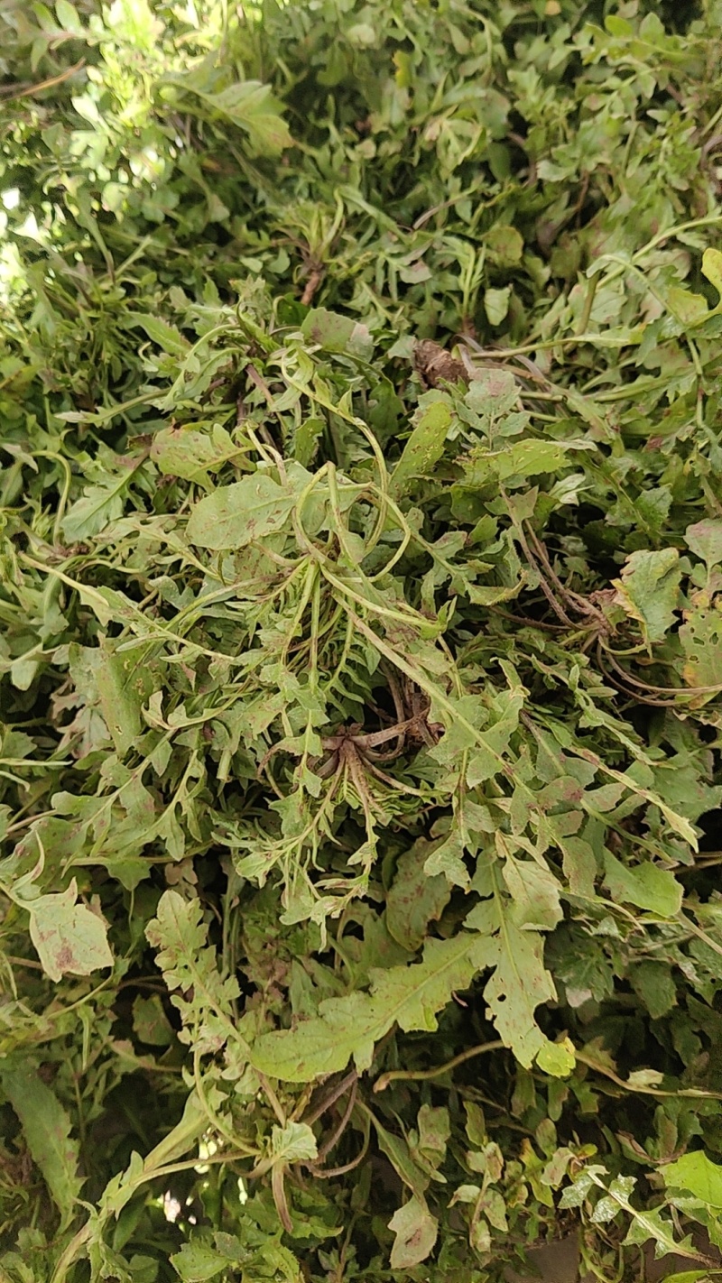 新鲜野生荠菜大量有货品质保证一手货源工厂直发物美价廉