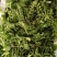 新鲜野生荠菜大量有货品质保证一手货源工厂直发物美价廉