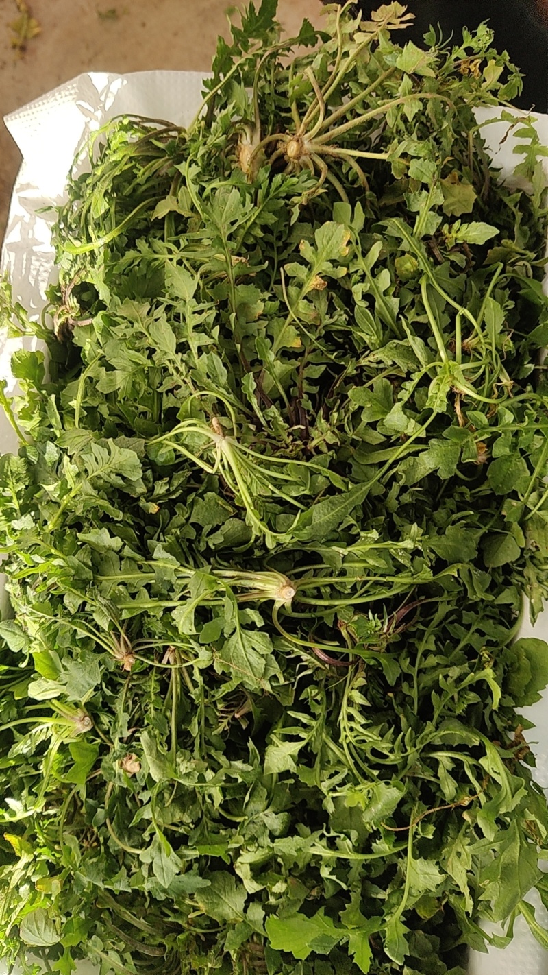 新鲜野生荠菜大量有货品质保证一手货源工厂直发物美价廉
