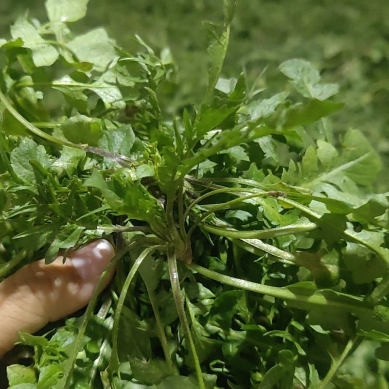 新鲜野生荠菜大量有货品质保证一手货源工厂直发物美价廉