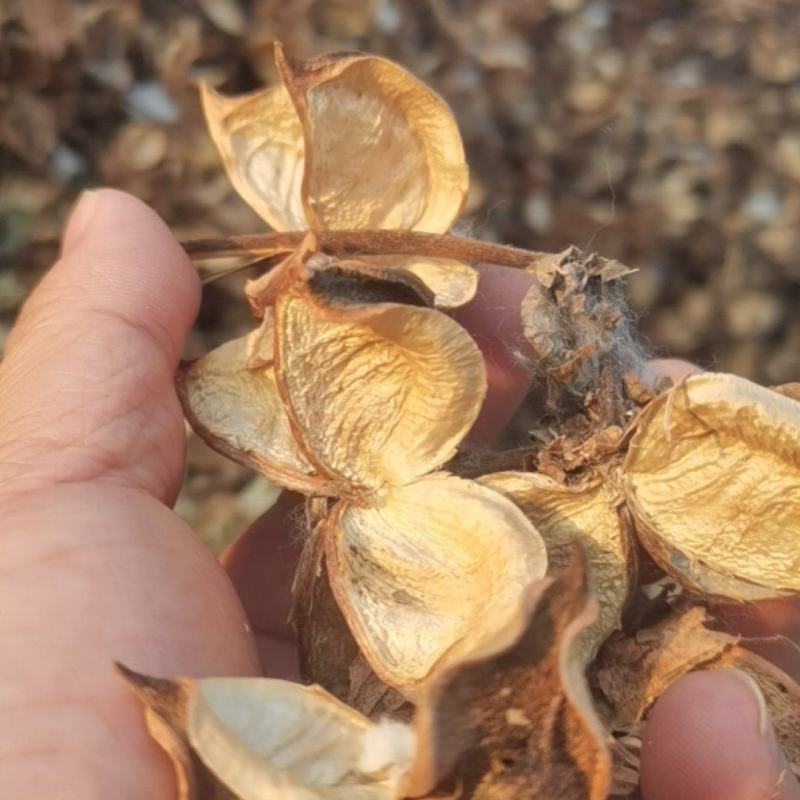 湖北手采棉花壳大量现货供应，颜色亮手撕棉花壳