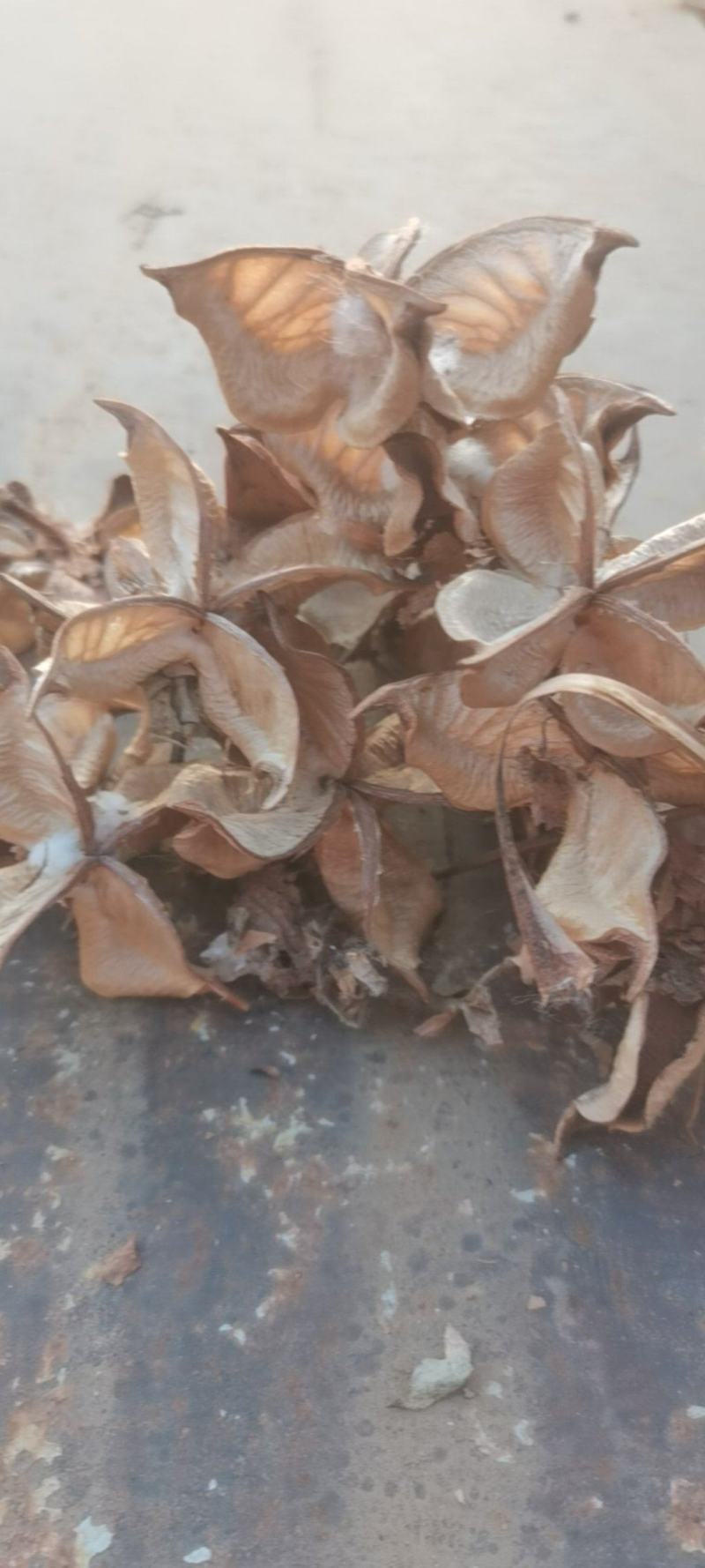 湖北手采棉花壳大量现货供应，颜色亮手撕棉花壳
