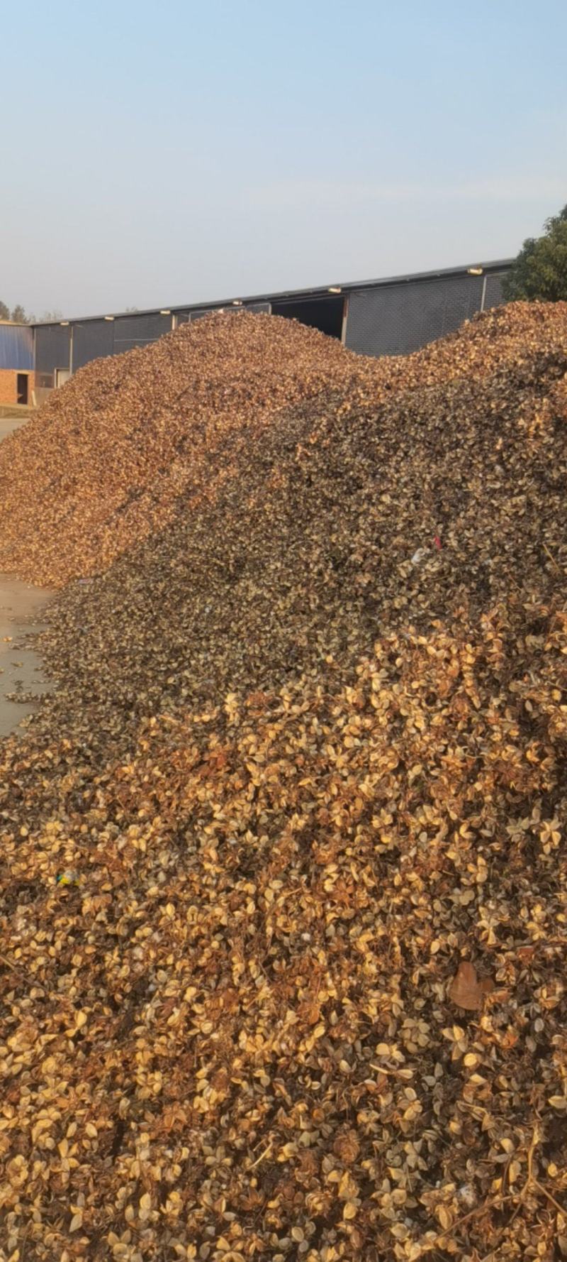 湖北手采棉花壳大量现货供应，颜色亮手撕棉花壳