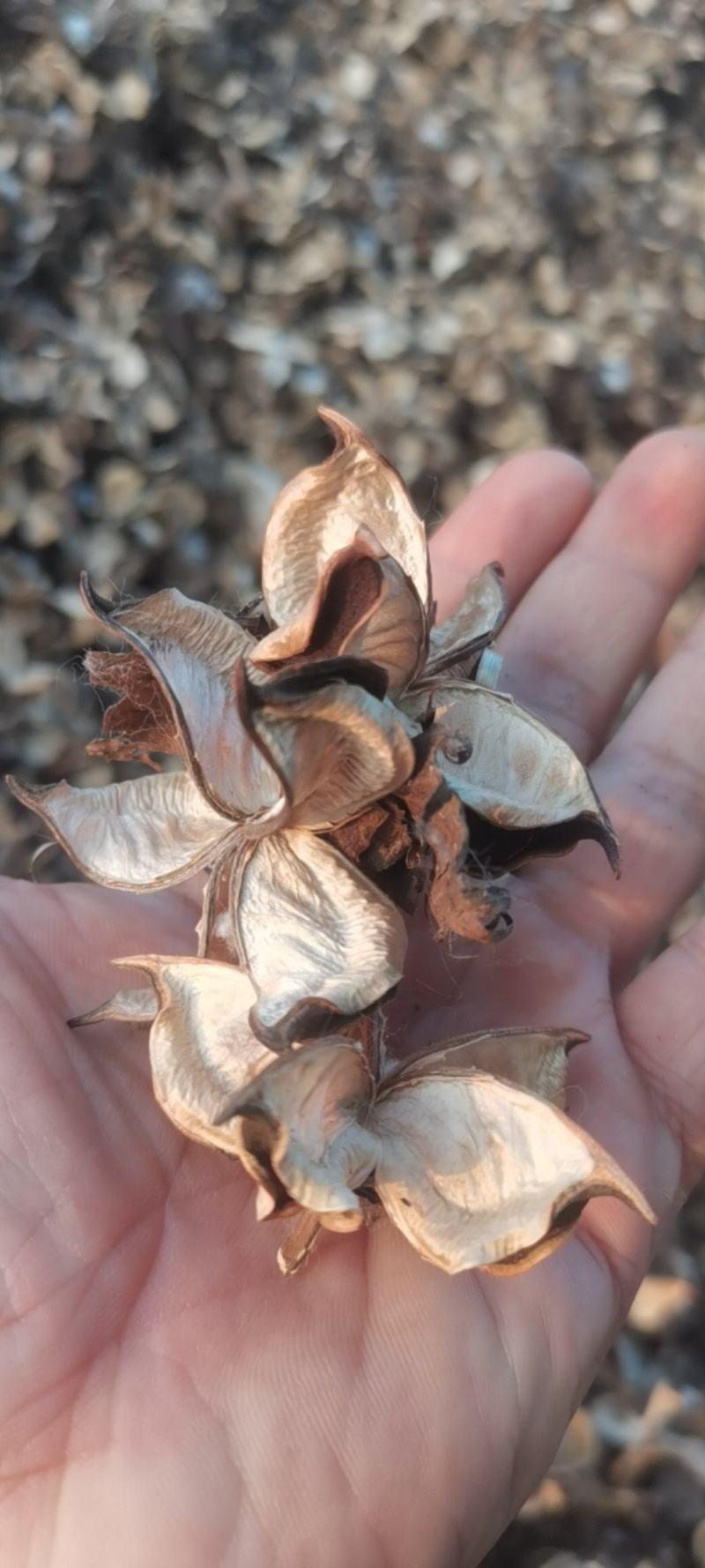 湖北手采棉花壳大量现货供应，颜色亮手撕棉花壳