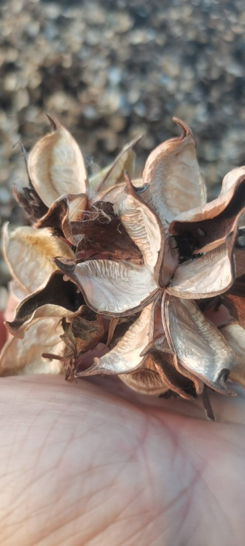 湖北手采棉花壳大量现货供应，颜色亮手撕棉花壳