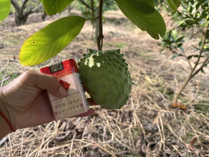 云南省元江县热带水果之乡牛奶/凤梨释迦果代办