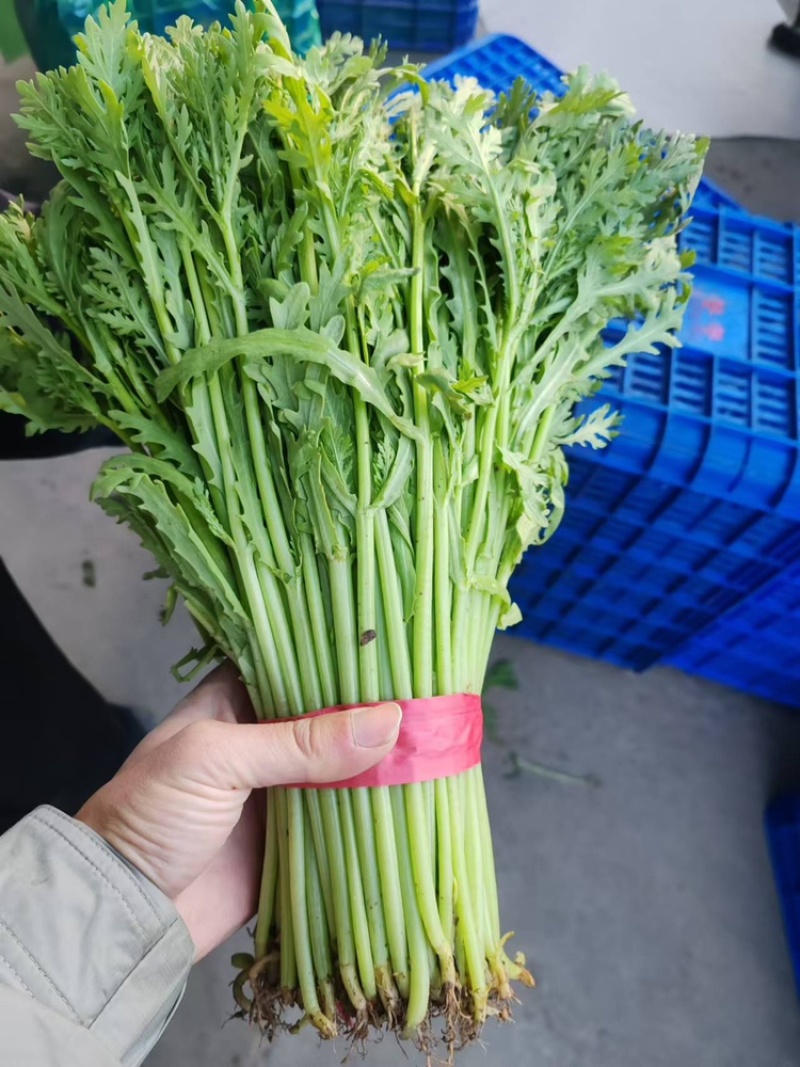 蒿子杆25~30cm颜色好杆子长一年四季有货