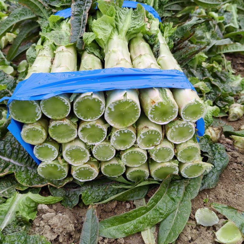 精品莴笋大量供应中