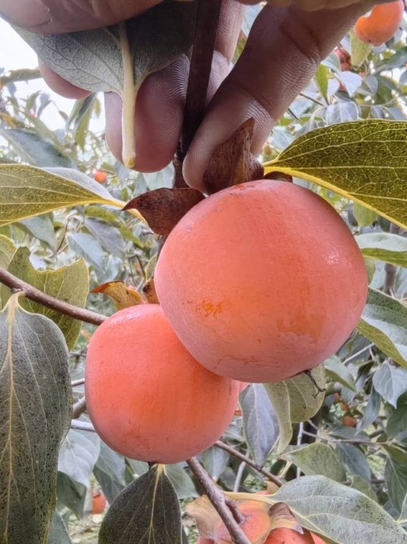 新鲜柿子，甜蜜多汁，健康美味，**特惠！