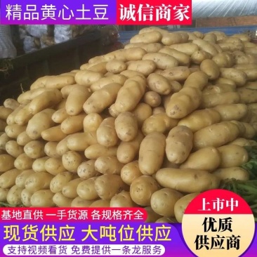 黄金薯土豆黄心土豆内蒙土豆随行就市欢迎咨询最新价