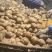 黄金薯土豆黄心土豆内蒙土豆随行就市欢迎咨询最新价